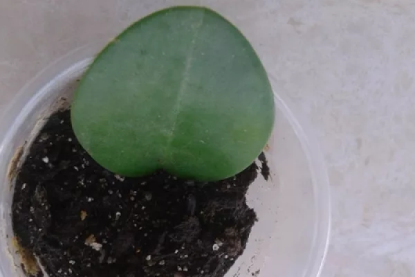 African violet