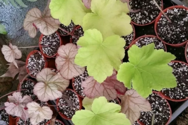 African violet