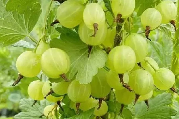Purple Leaf Plum
