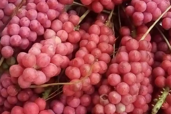 Purple Leaf Plum