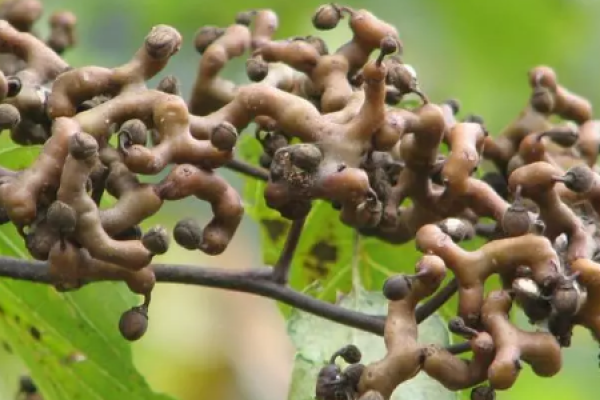 Purple Leaf Plum