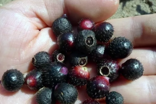 Purple Leaf Plum