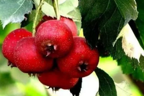 Purple Leaf Plum
