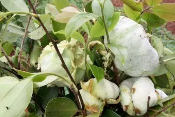 purple leaf plum