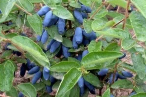 purple leaf plum