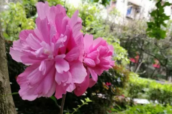 Gong Di Lian