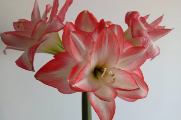 lotus