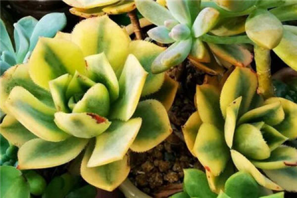 Fleshy