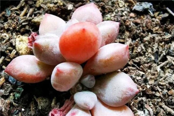 Fleshy