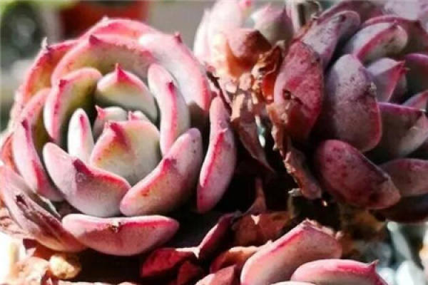 Fleshy