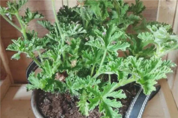 Green dill