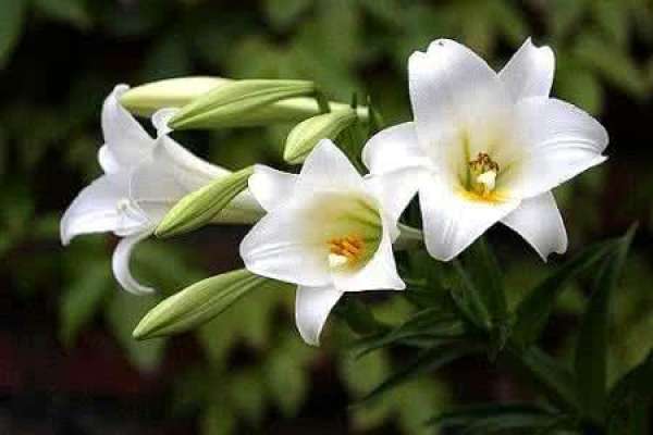 Lily