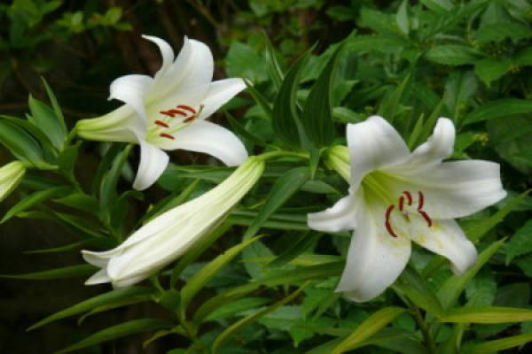 Lily