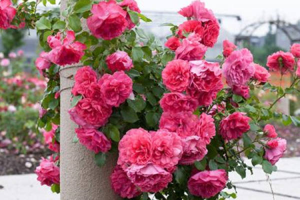 Shrub Rose