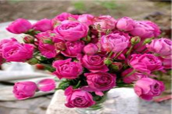 shrub rose