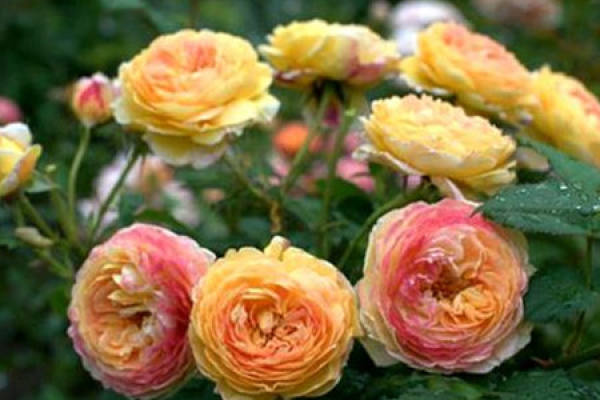 shrub rose