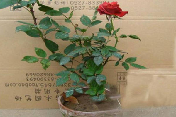 shrub rose