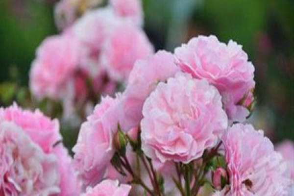 Shrub Rose
