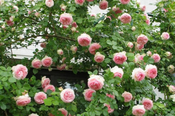 Shrub Rose