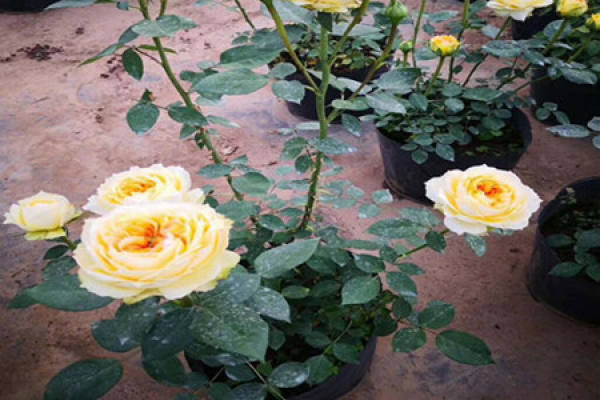 Shrub Rose