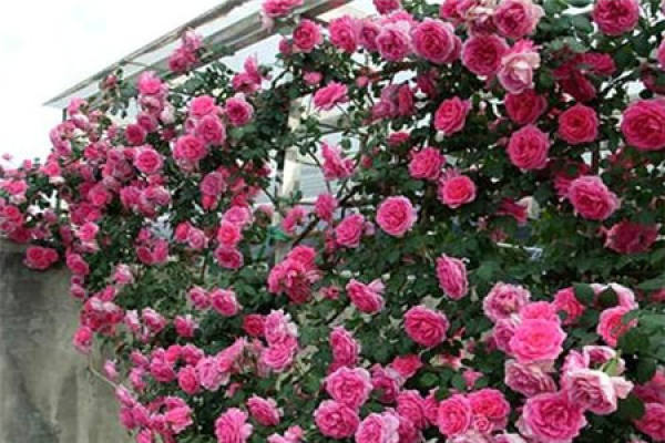 rattan rose