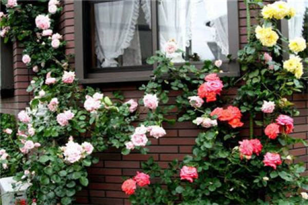 Rattan Rose