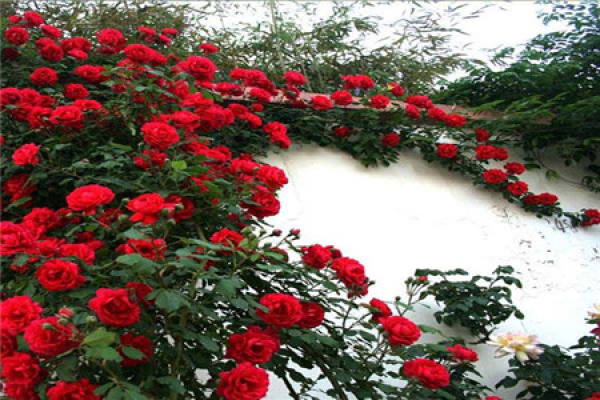Rattan Rose