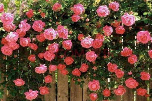Rattan Rose