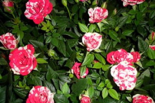 Mini Rose