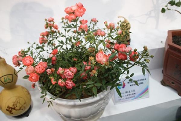 Mini Rose