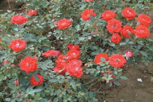 Mini Rose