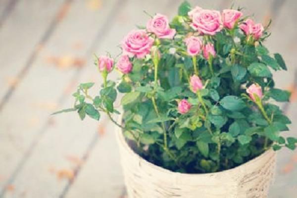 Mini Rose