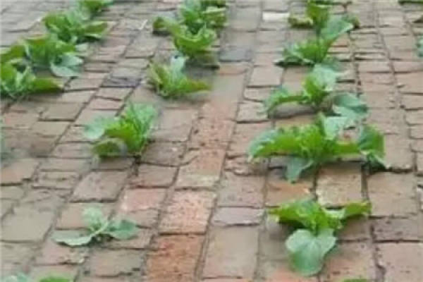Planting Chinese cabbage in brick joint