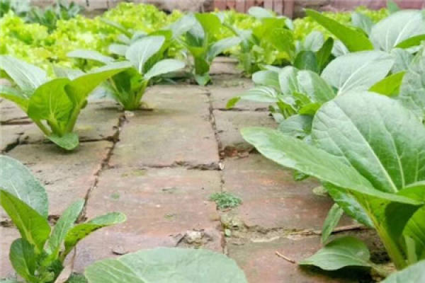 Planting Chinese cabbage in brick joint