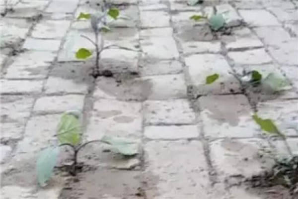 Planting Chinese cabbage in brick joint