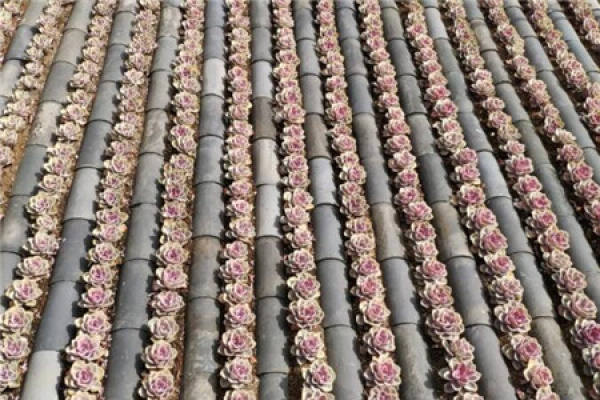 planting cabbage with bricks