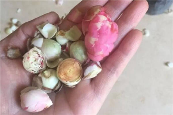Camellia flower bud