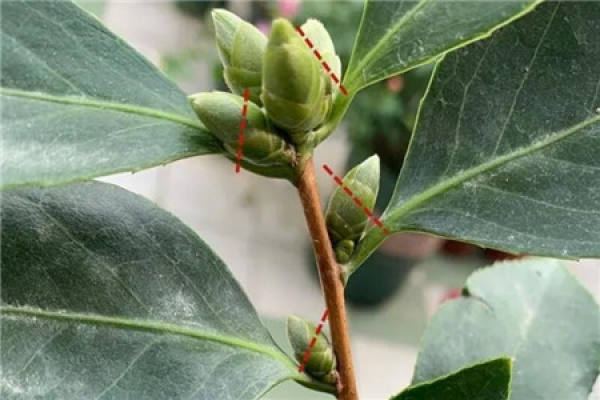 Camellia flower bud