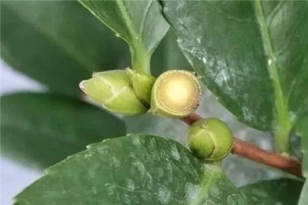 Camellia flower bud