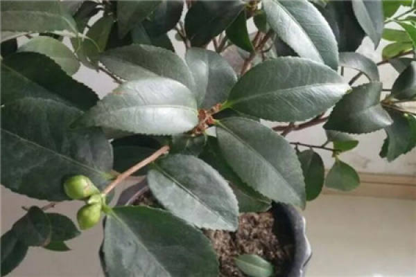Camellia flower bud