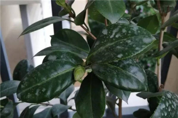 Camellia flower bud