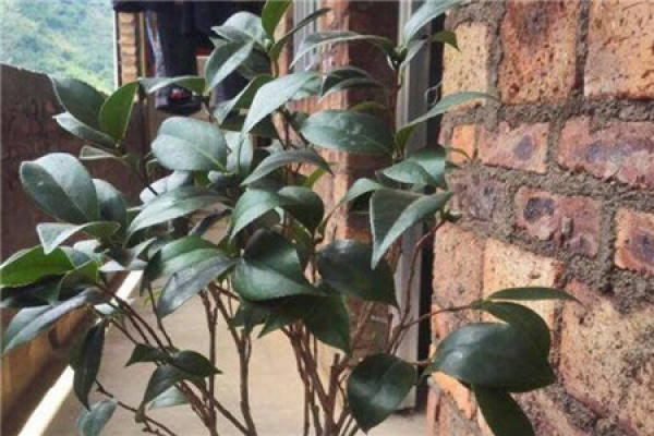 Camellia bud