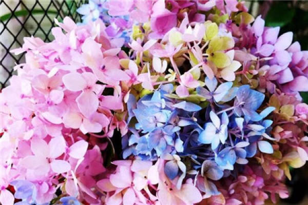 Hydrangea