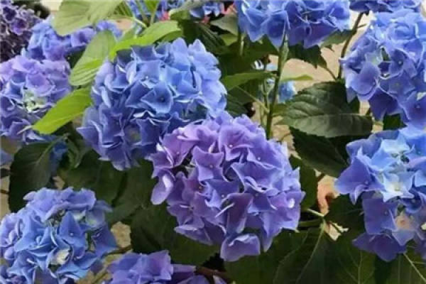 Hydrangea