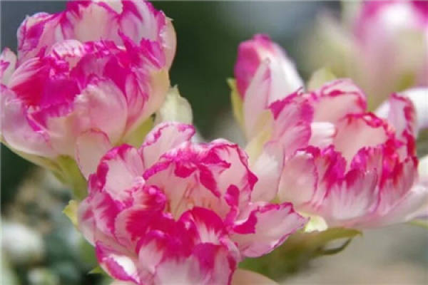 Hydrangea