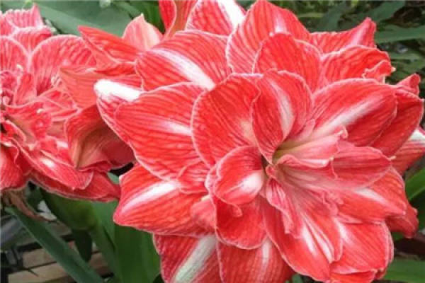 Hydrangea