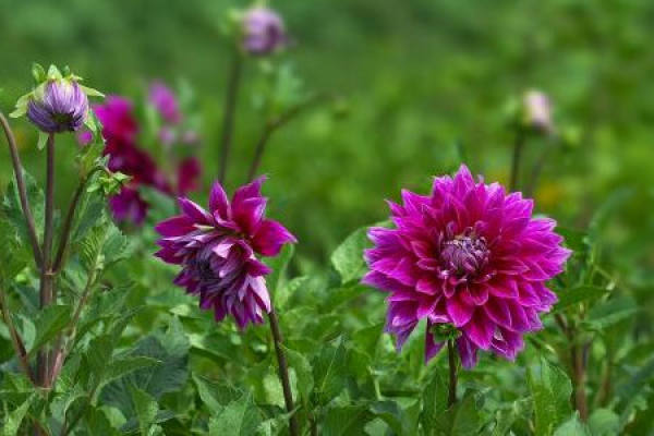 Dahlia