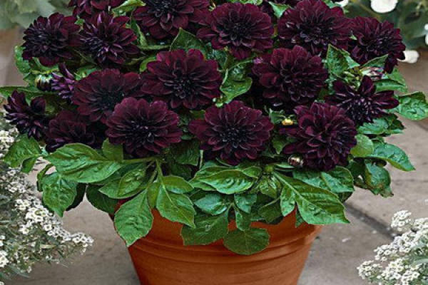 Pot soil