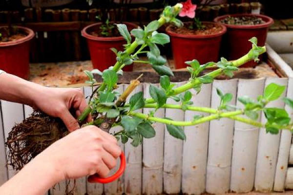 Pot soil
