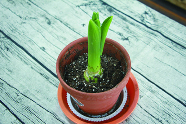 Hyacinth